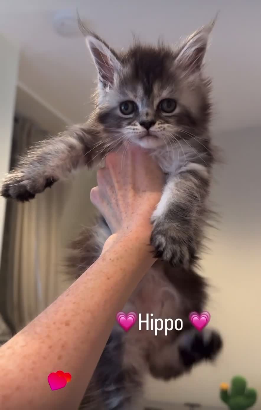 Maine Coon cats for sale: 💗RARE💗Imported lines, exceptional MC kittens😻⭐️ - Video 4