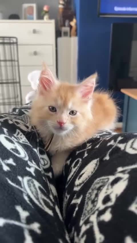Maine Coon cats for sale: Gorgeous maine coon kittens (1 left)  - Video 1