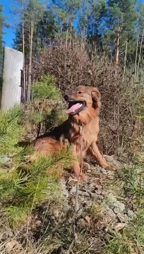Border Collie dogs for adoption: Frida: From the Side of the Road - Video 2