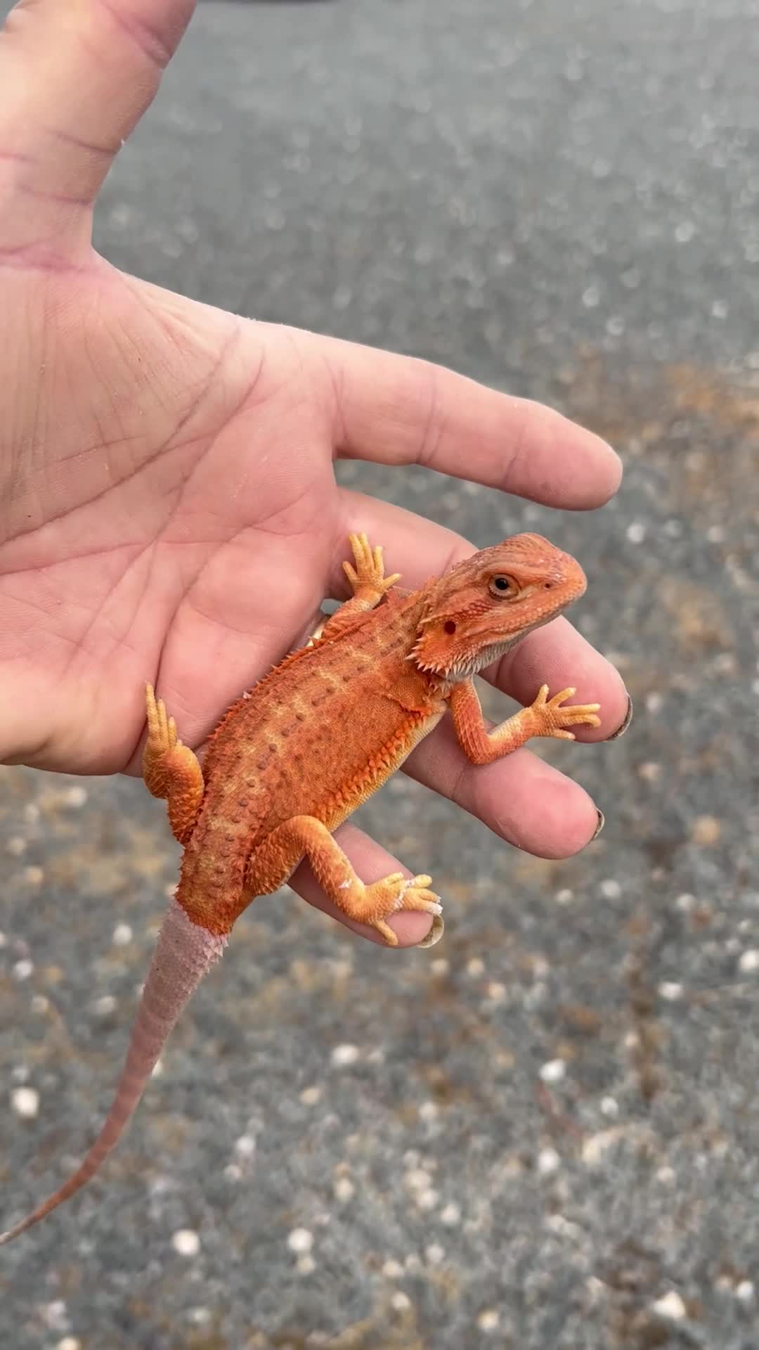 Bearded Dragon reptiles for sale: Red hypo trans Genetic Stripe Bearded Dragons - Video 3
