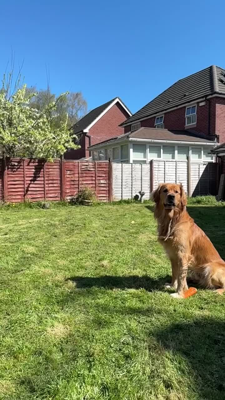 Golden Retriever dogs for stud: HANDSOME 2 YEAR OLD RED STUD - GOLDEN RETRIEVER  - Video 1