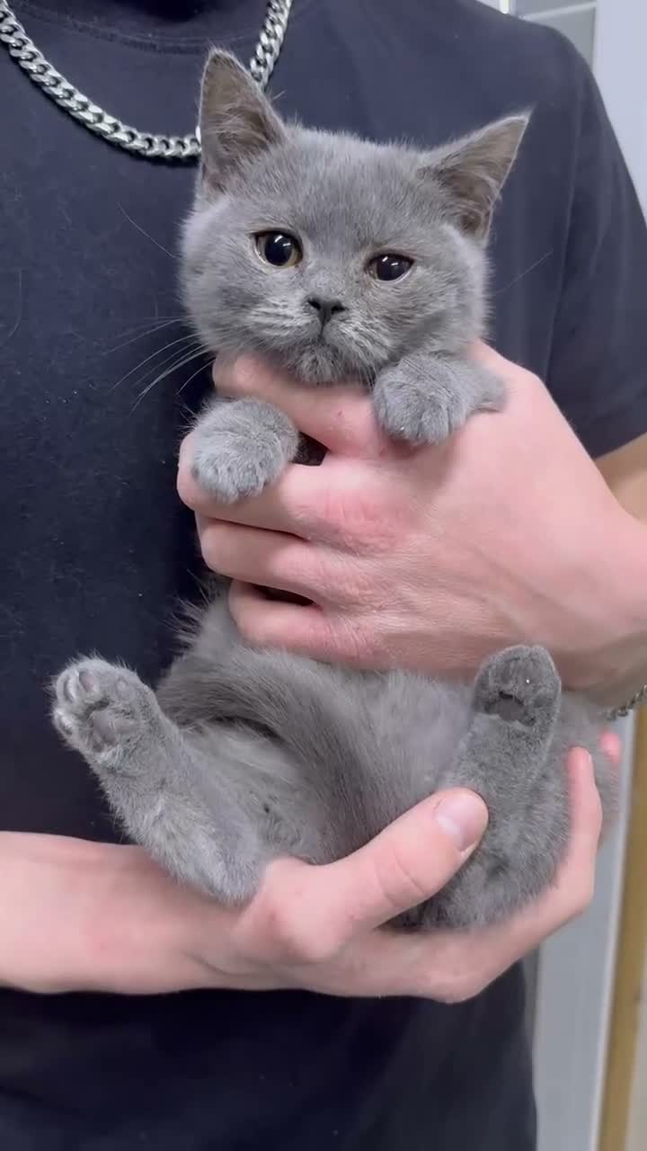 British Shorthair cats for sale: Stunning BSH male and female kittens.. READY NOW!  - Video 1