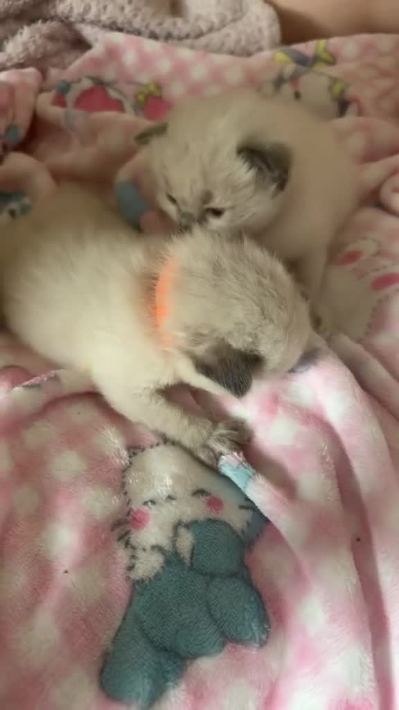 Ragdoll cats for sale: Beautiful Ragdoll kittens for sale in Port Talbot - Video 1