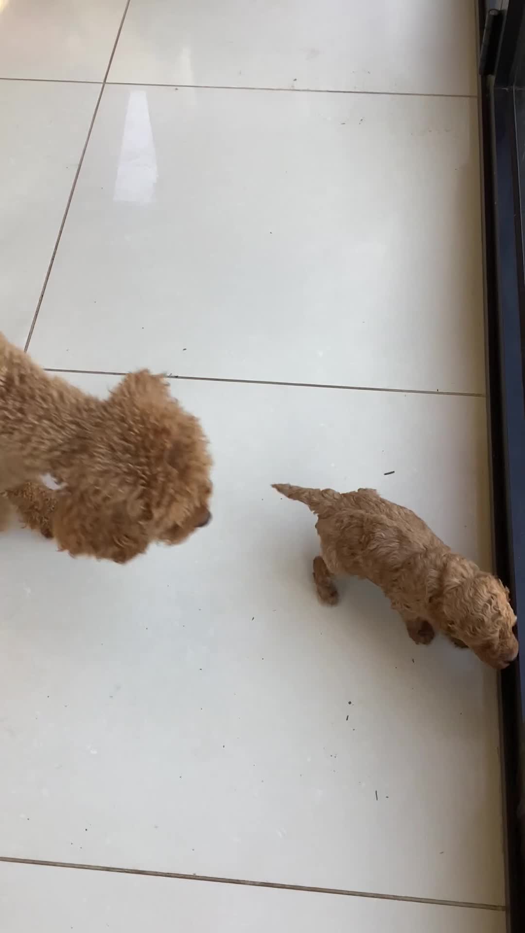 Toy Poodle dogs for sale: Toy poodle pups - Video 3