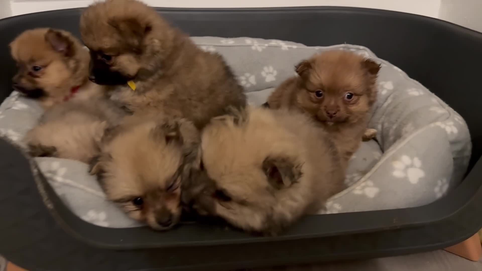 Pomeranian dogs for sale: 6 Adorable Mini/Tiny/ Fluffy Pomeranian Puppies  - Video 2