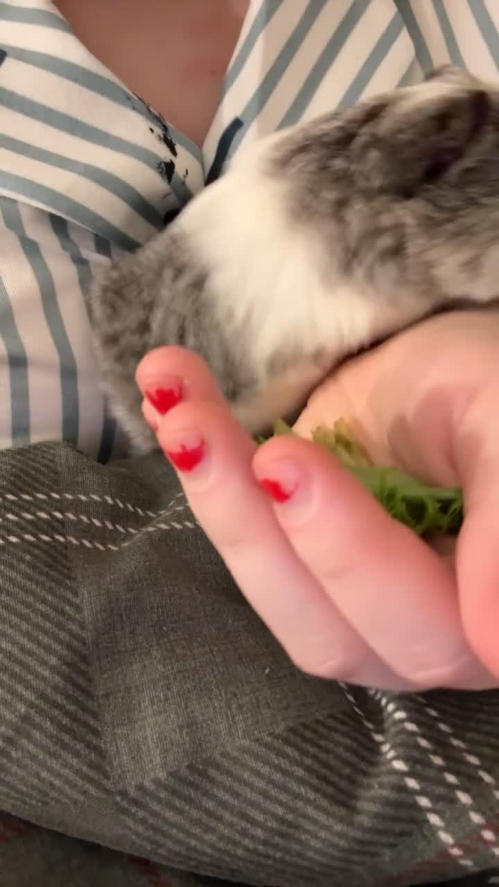 Mixed Breed livestock for sale: 3 Guinea pigs  - Video 1