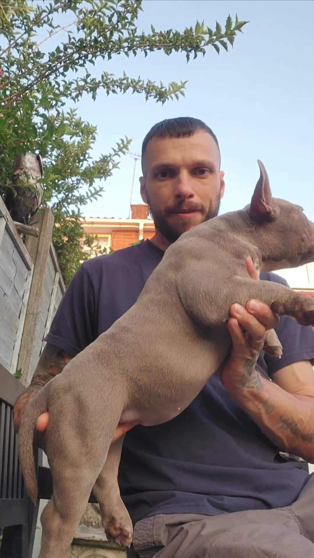 American Bully dogs for sale: American Bully female with extreme future  - Video 2