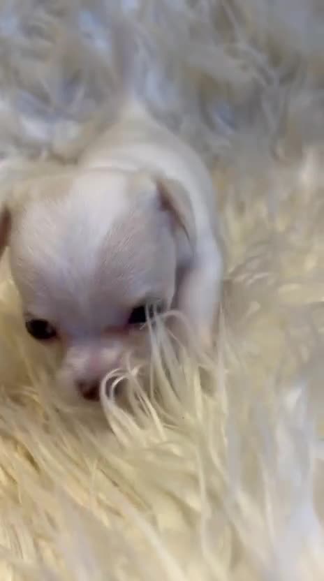 Chihuahua dogs for sale: KC Regd Chihuahua Pups parents fully health tested - Video 1