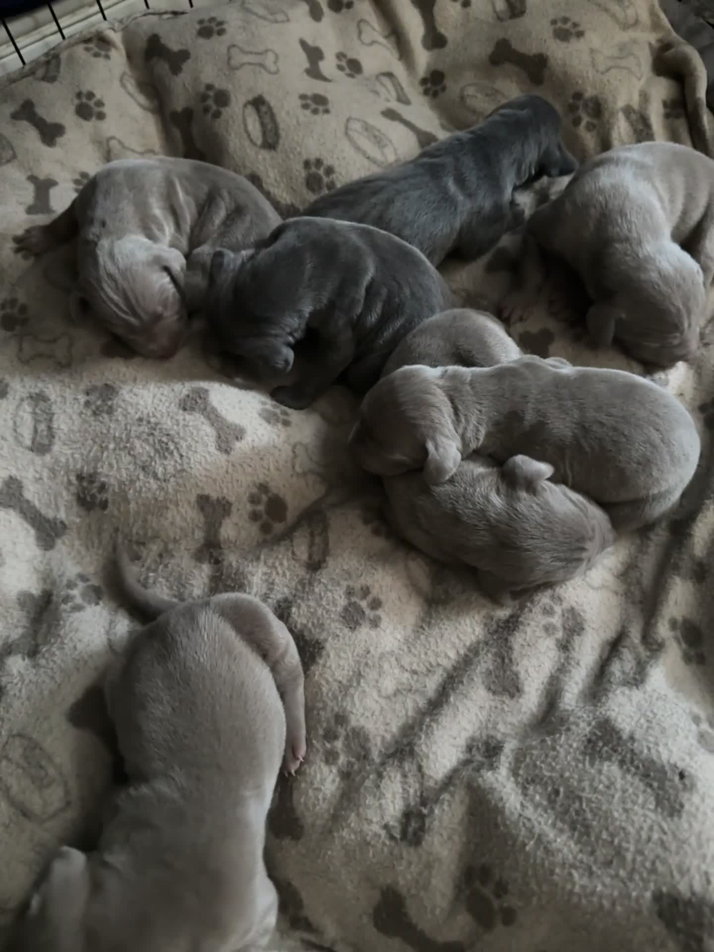 Weimaraner dogs for sale: (3 remaining!) 8 Stunning KC 🩷&💙 Weimaraner pups in Thetford - Video 2