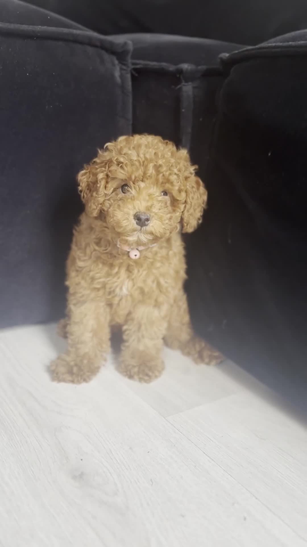 Toy Poodle dogs for sale: Beautiful Red Little Toy Poodle Girl - Video 1