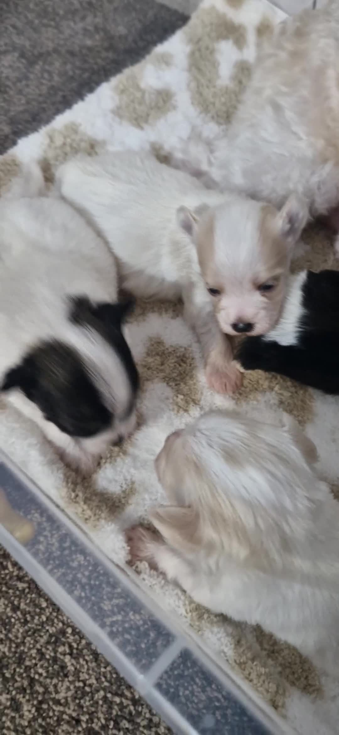 Mixed Breed dogs for sale: Bichon havanez  - Video 1