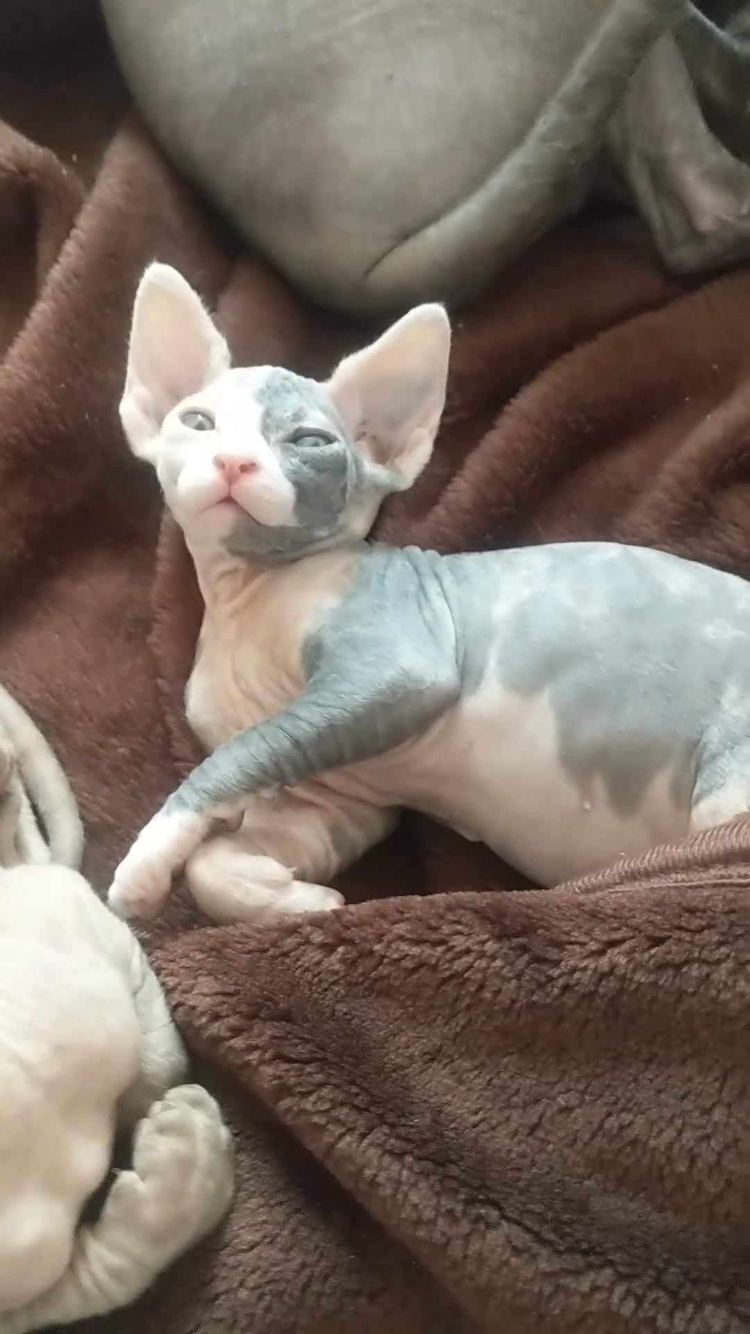Sphynx cats for sale: Super beautiful Sphynx kittens  - Video 3
