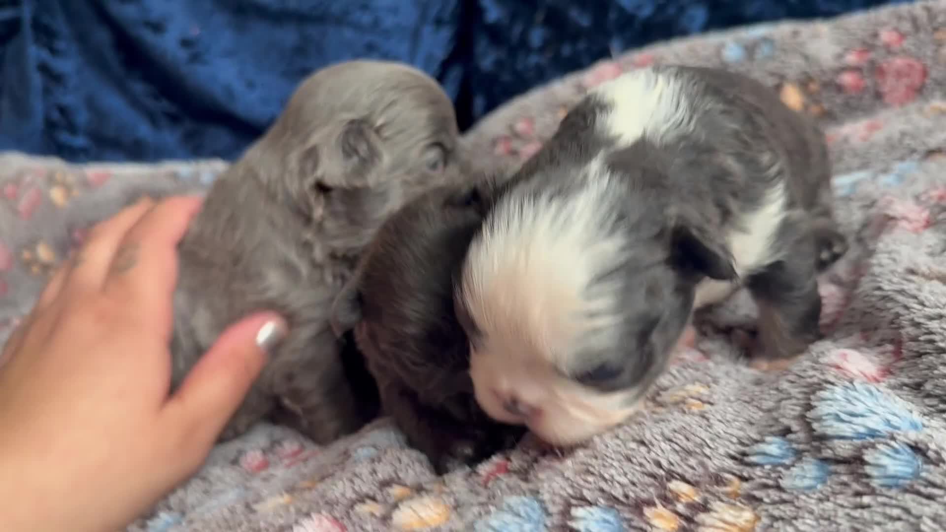 French Bulldog dogs for sale: Fluffy frenchies 🐶 - Video 1