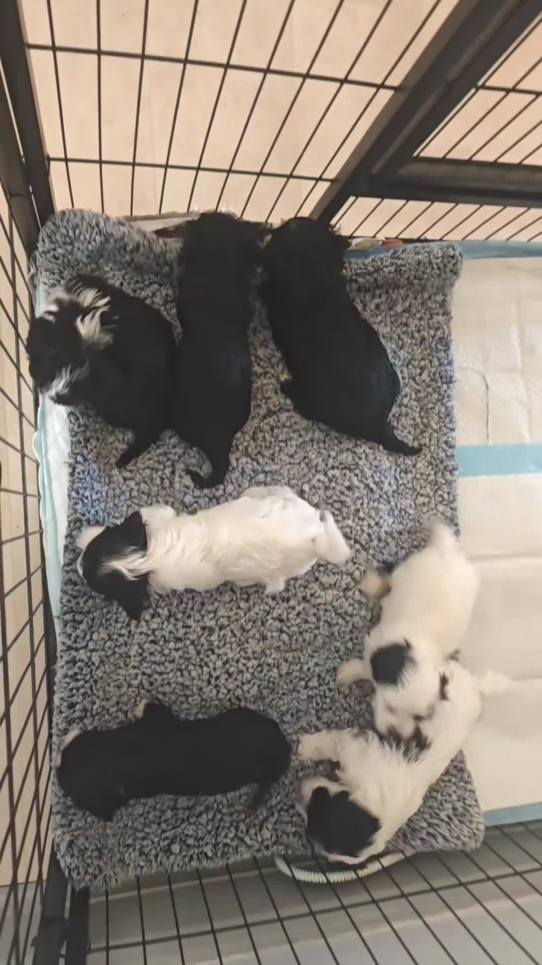 Havanese dogs for sale: Beautiful pedigree havanese litter for sale - Video 3