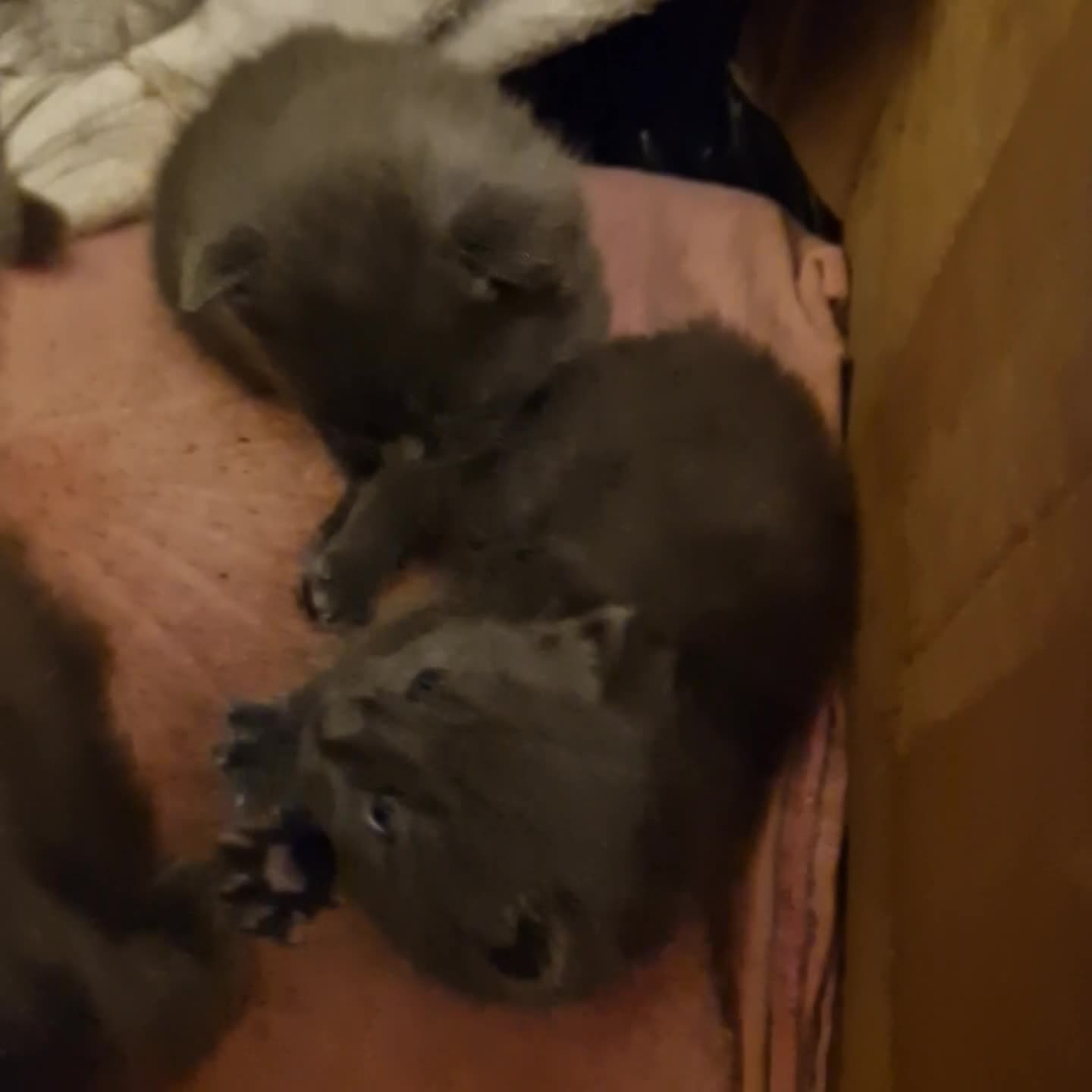 Russian Blue cats for sale: Russian blue grey kittens - Video 1