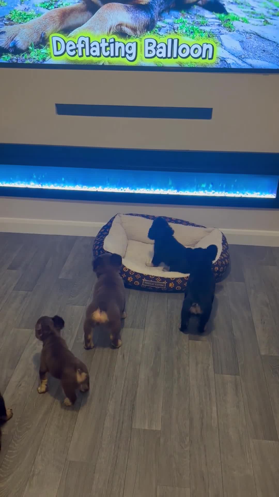 French Bulldog dogs for sale: REDUCED PRICE!LAST GIRLS REMAINING FLUFFY FRENCHIE - Video 1