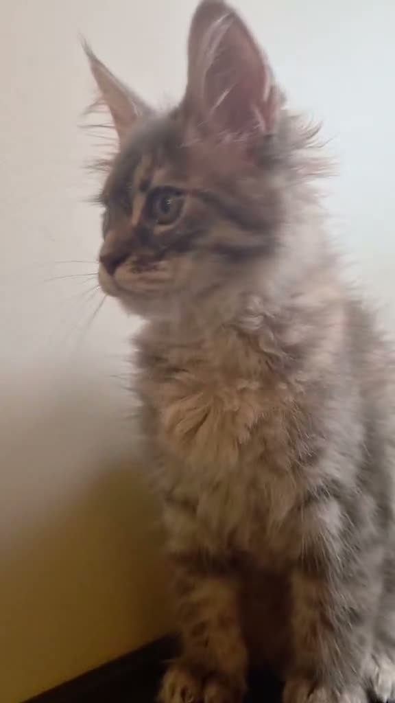 Maine Coon cats for sale: 🔥 CHAMPION RUSSIAN LINE XXL MAINE COON VACCINATED - Video 3
