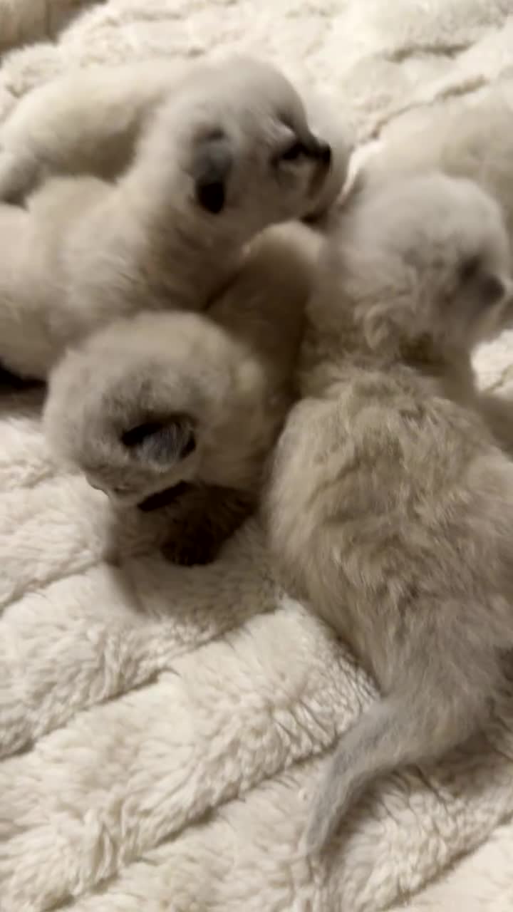 Ragdoll cats for sale: 5 beautiful ragdoll kittens - Video 1