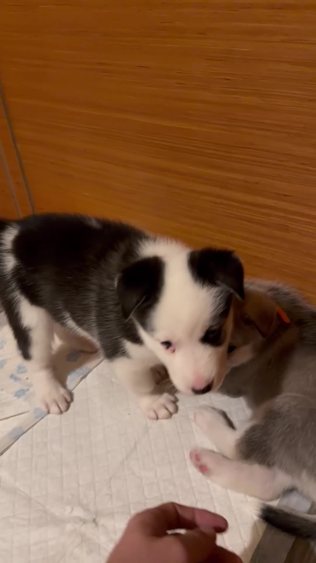 Siberian Husky dogs for sale: Husky Puppies – Ready 22/12/25 🐾  - Video 1