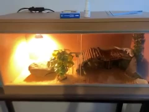 Leopard Gecko reptiles for sale: Leopard gecko high end morph  in Huddersfield - Video 1