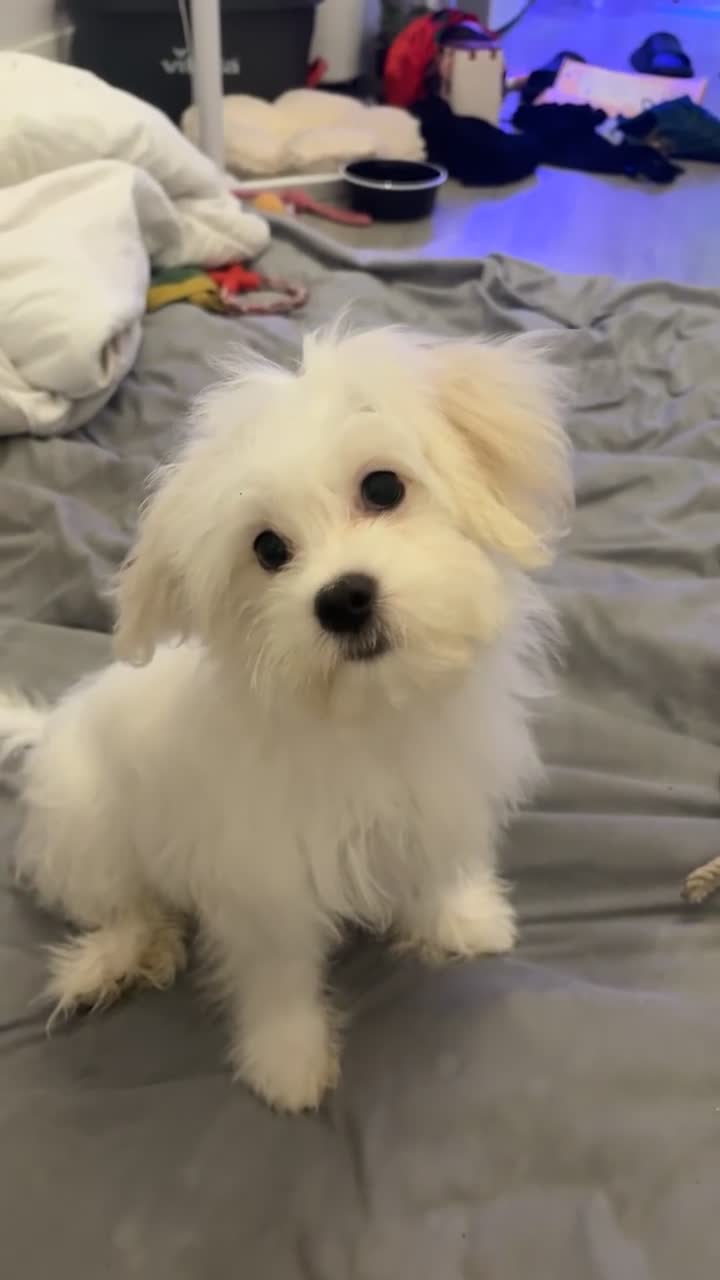 Malshi dogs for sale: Malshi puppies  in Slough - Video 3