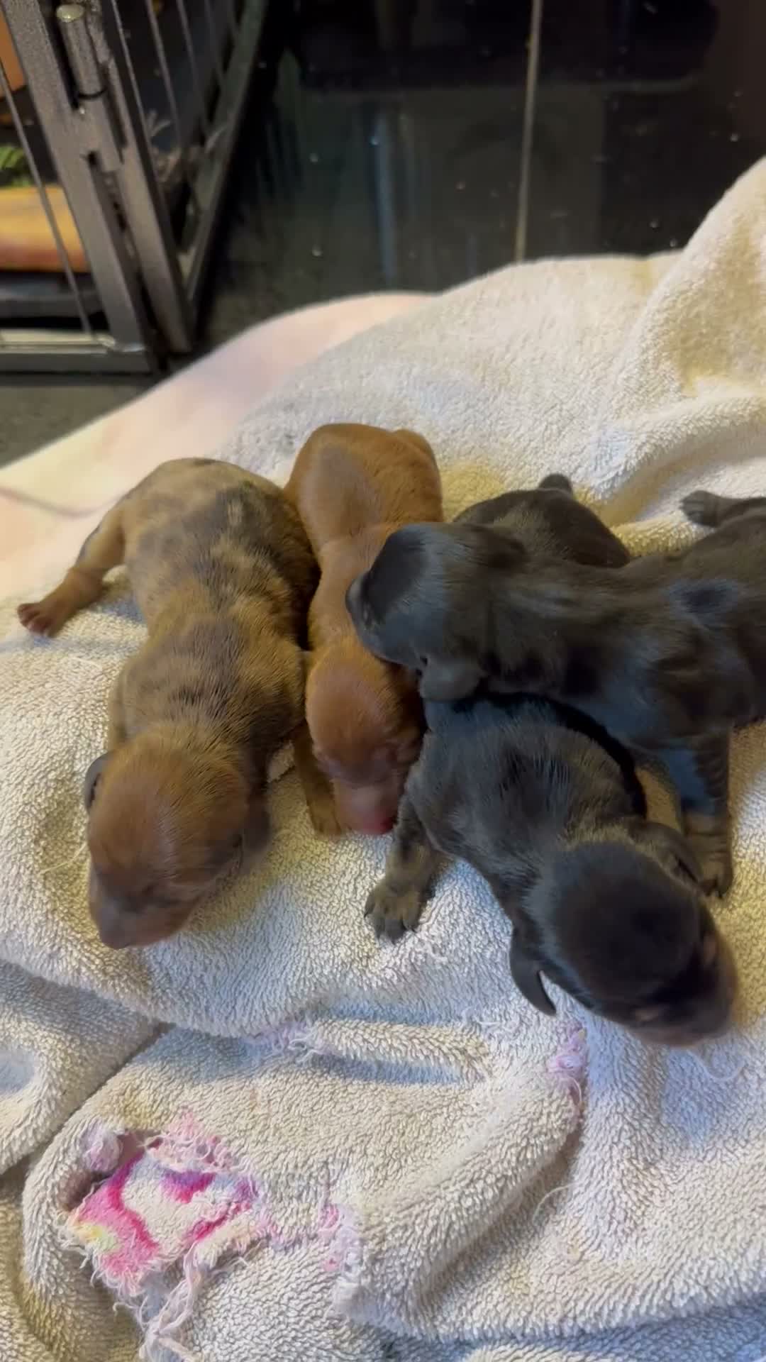 Miniature Dachshund dogs for sale: 3 male Miniature Dachshunds for sale in Bolton - Video 1