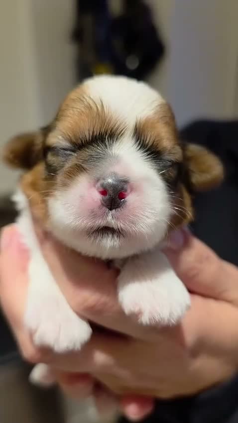 Shih Tzu dogs for sale: 🐶🐾 7 PUPPIES AVAILABLE, PLEASE SEE VIDEOS 🐾🐶 - Video 4
