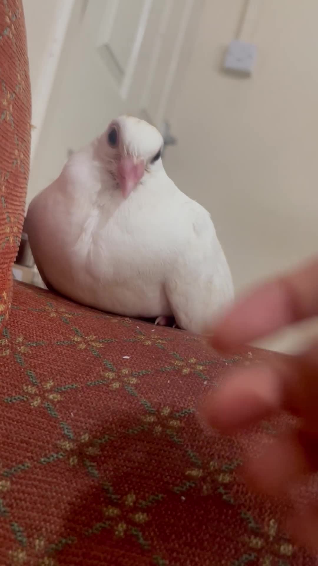 Pigeons birds for sale: Pet pigeon for sale  - Video 3