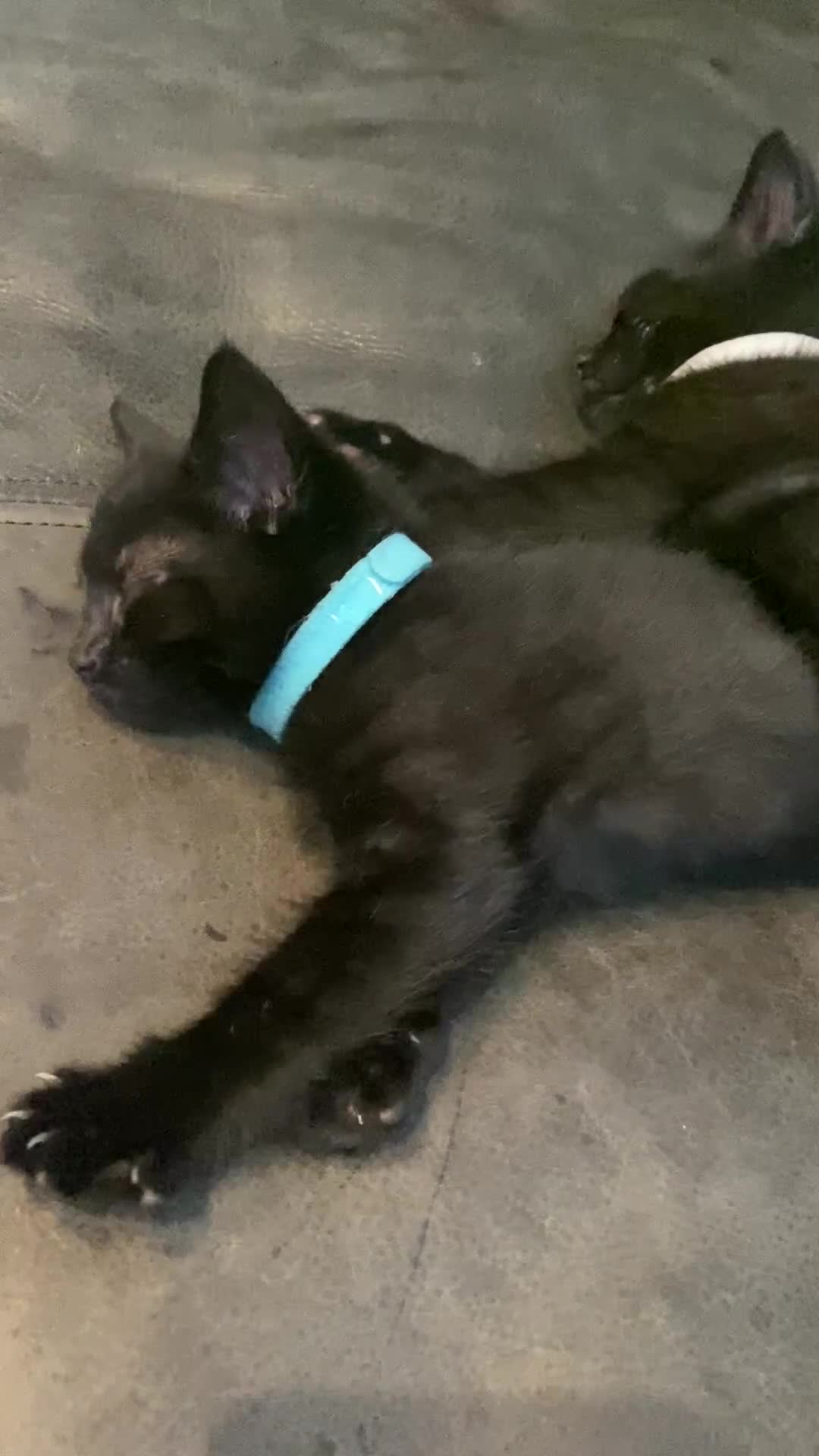 Mixed Breed cats for sale: X Siamese Adorable Kittens (white reserved now) - Video 3