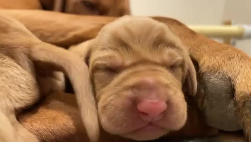 Hungarian Vizsla dogs for sale: Stunning Hungarian Vizsla Pups - Video 2