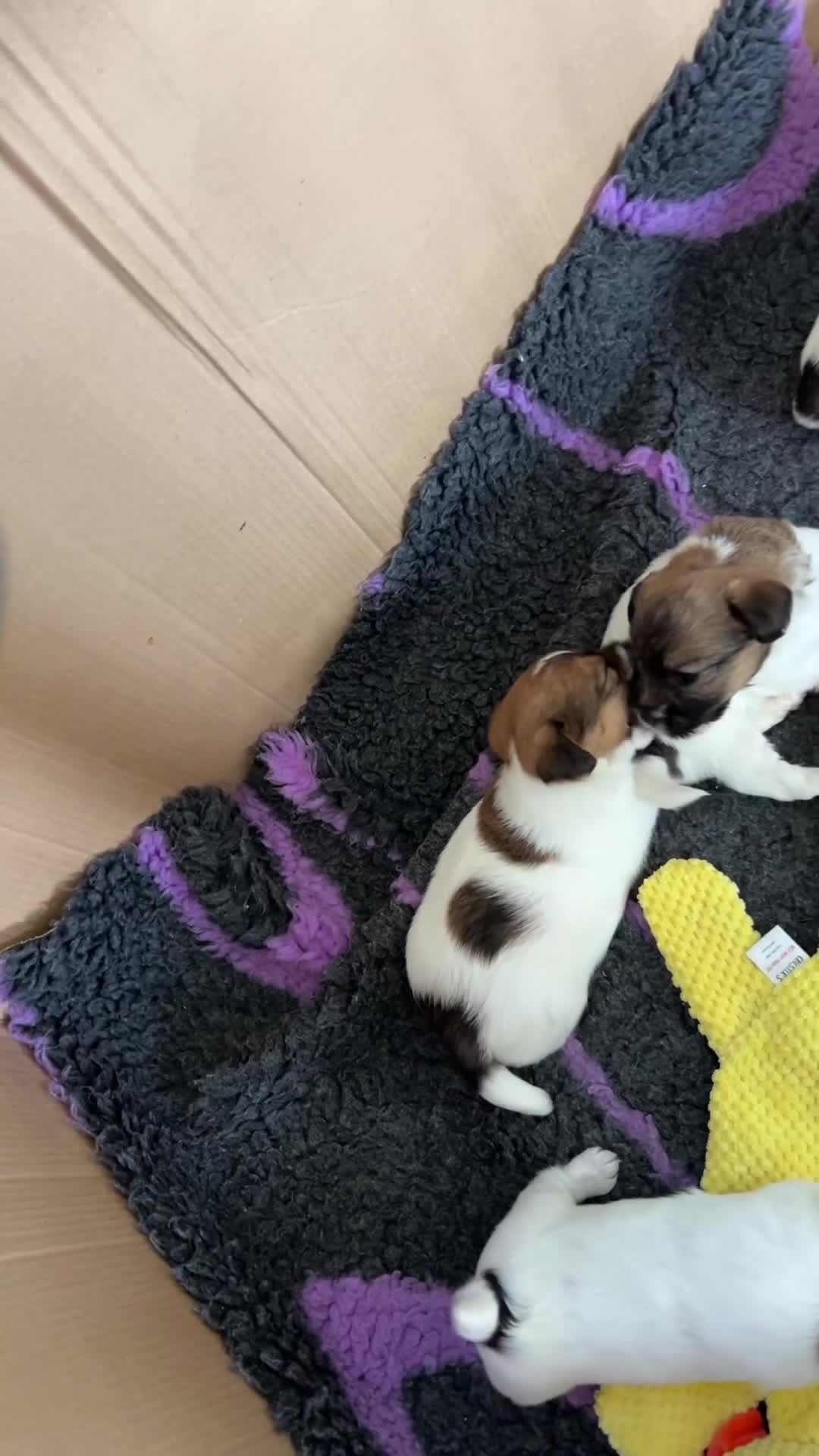 Jack Russell dogs for sale: Pedigree Jack Russell Terriers - Video 4