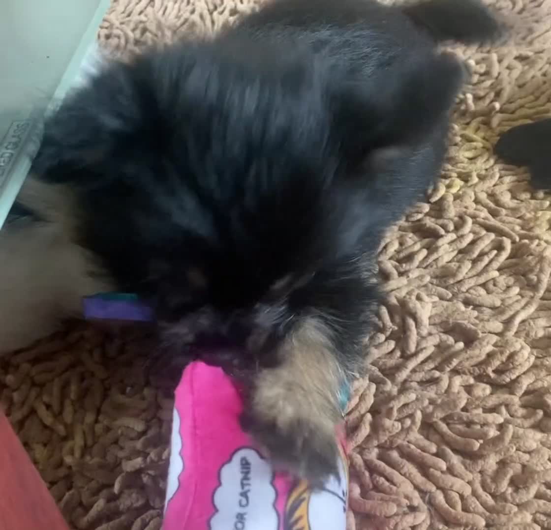 Mixed Breed dogs for sale: Beautiful 8 week old Chug x Papillion Boy & Girl  - Video 2