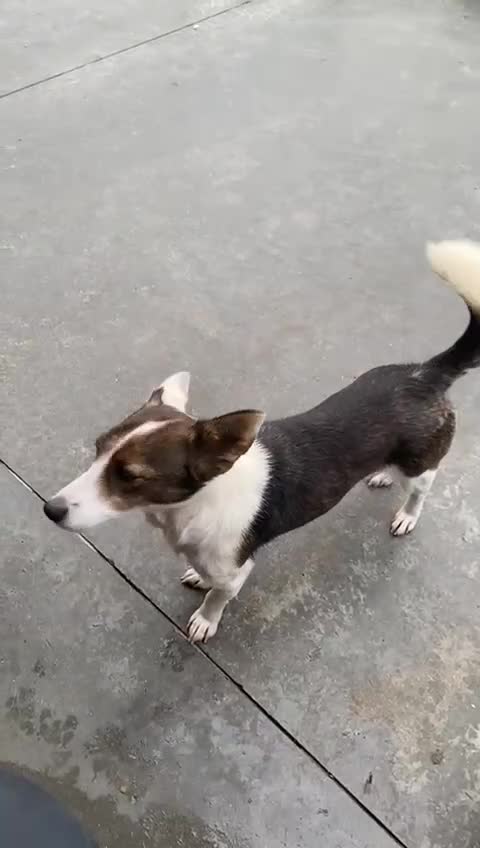 Mixed Breed dogs for adoption: Dorrie, 5 years approx. Available for adoption. - Video 1