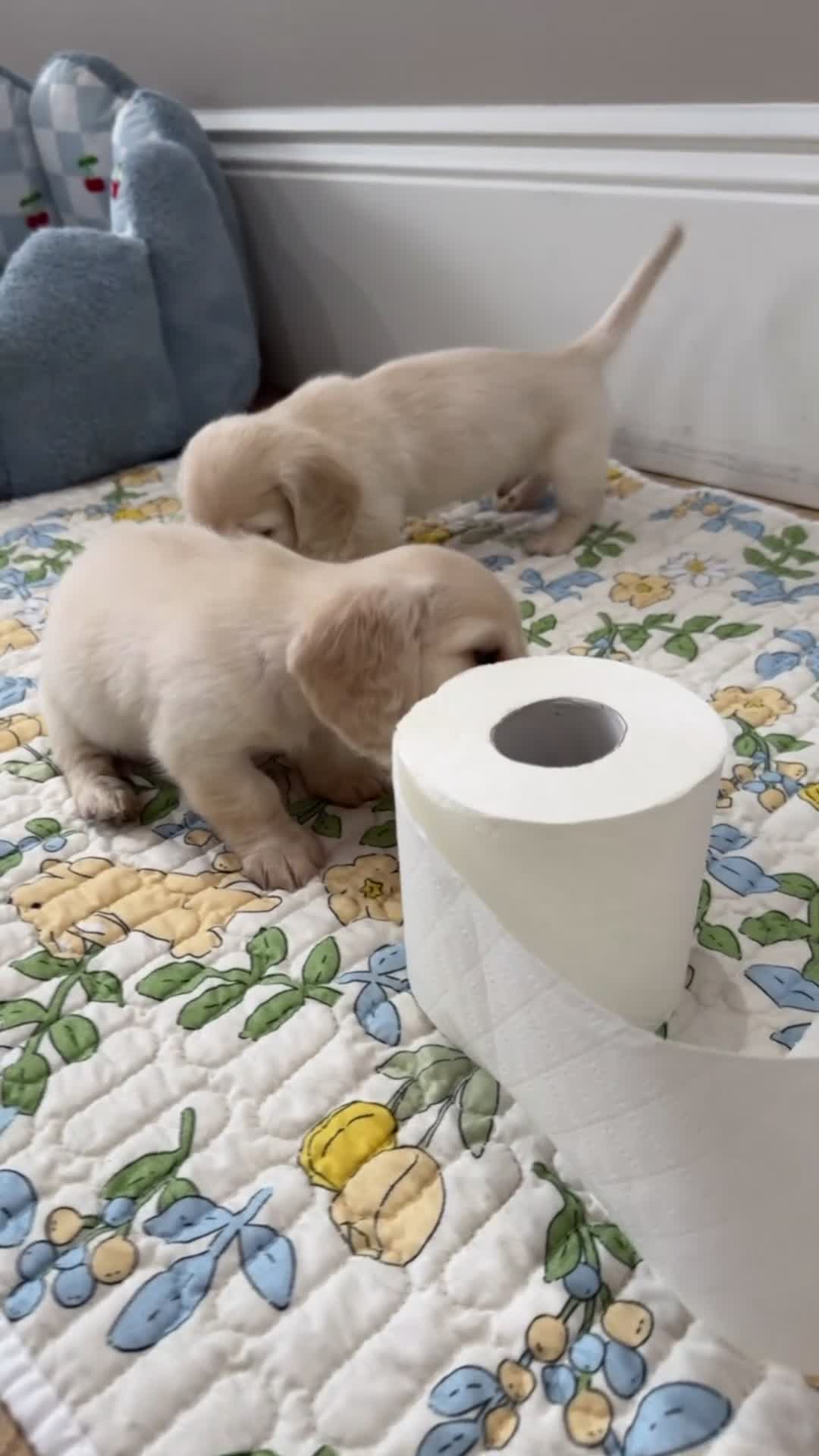 Miniature Dachshund dogs for sale: Clear cream miniature dachshunds  - Video 3