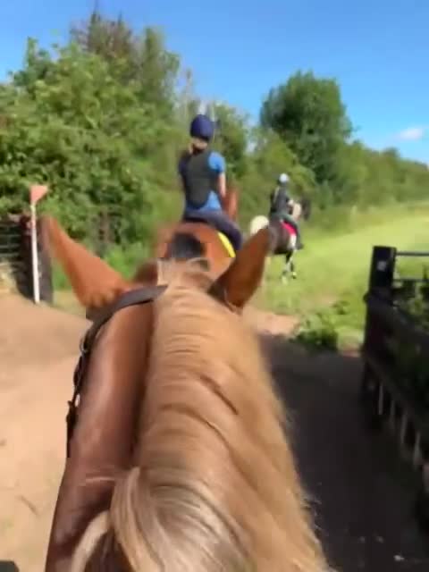 Welsh Section D horses for sale: Welsh Section D gelding Valentino (Tino) in Hereford - Video 2