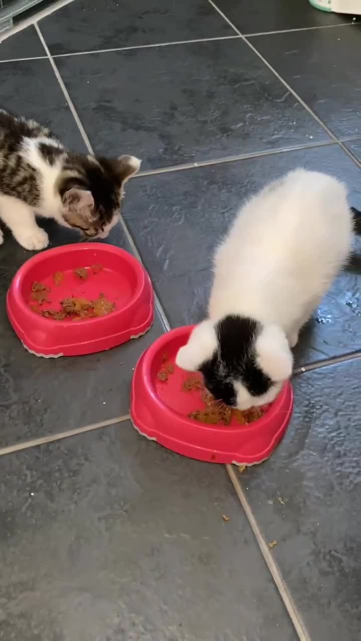 Mixed Breed cats for sale: Two beautiful kittens ! - Video 2