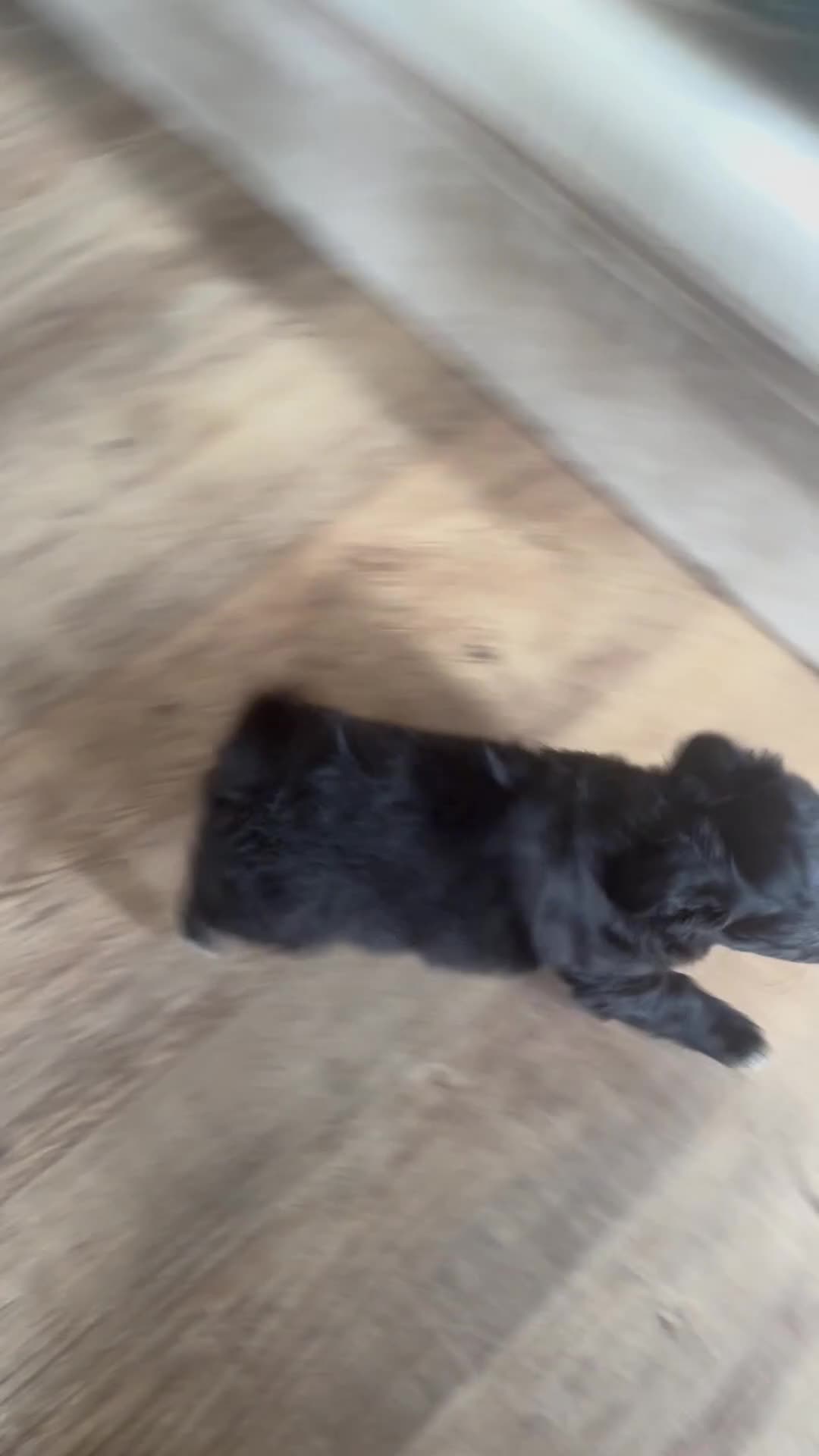 Chihuahua dogs for sale: The most adorable chihuahua boy I’ve ever seen  - Video 2