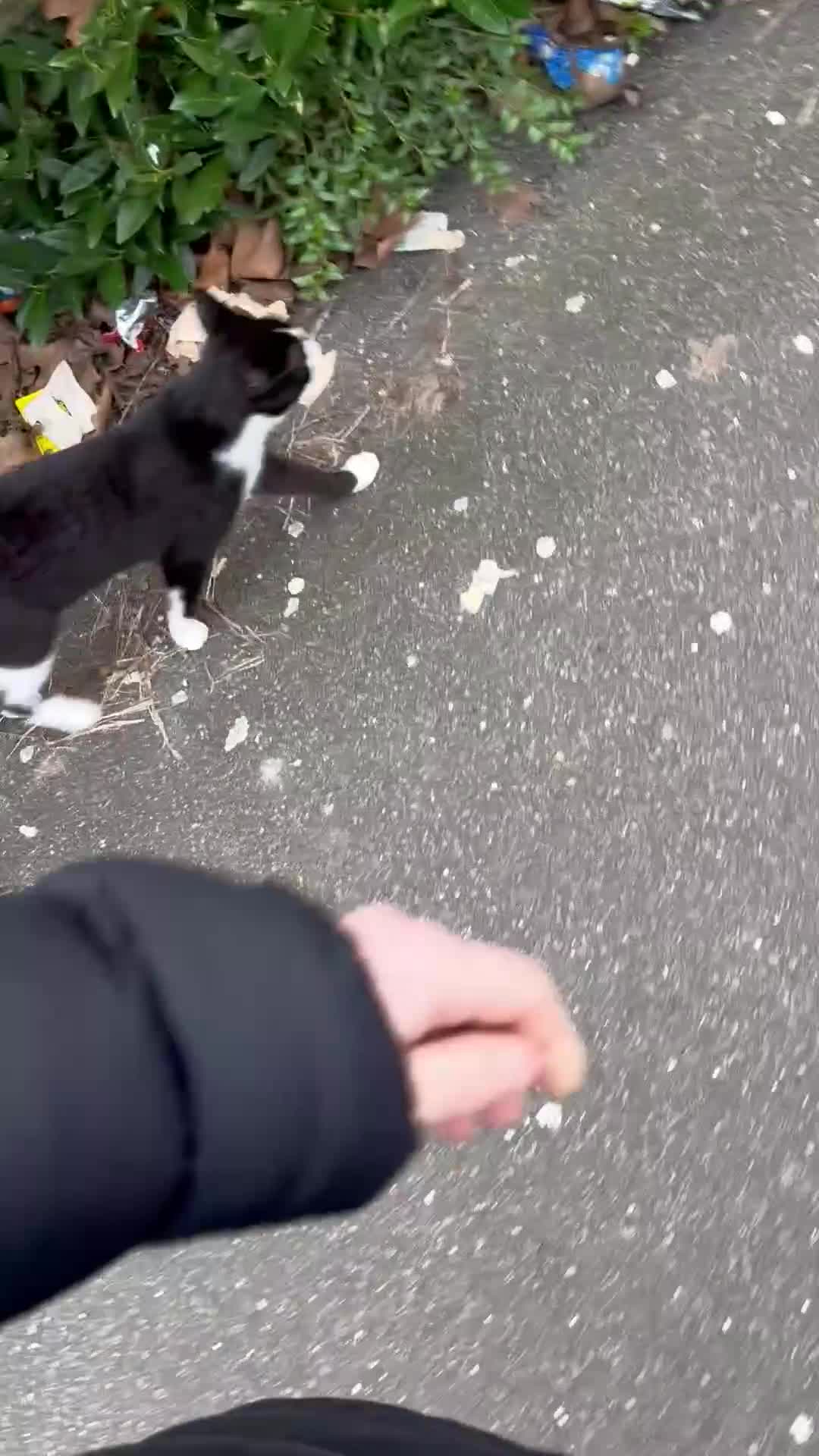 Mixed Breed cats for sale: Adult cats  - Video 1