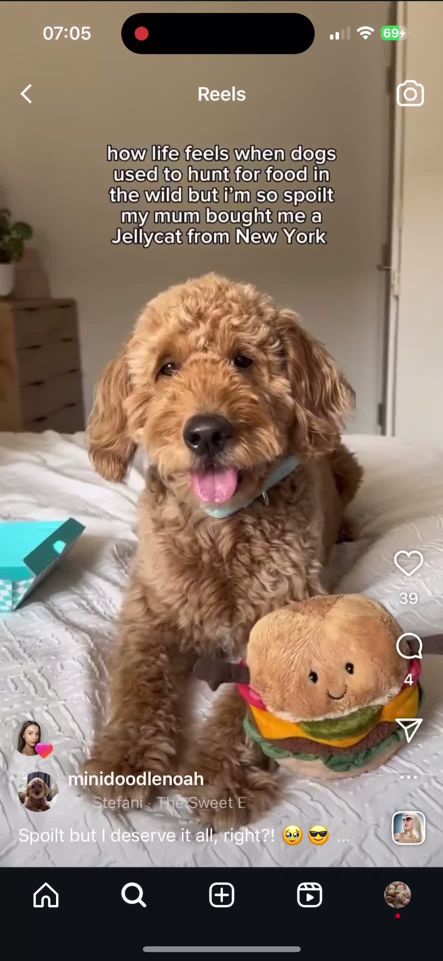 Goldendoodle dogs for sale: GOLDENDOODLE WITH A DIFFERENCE - Video 1