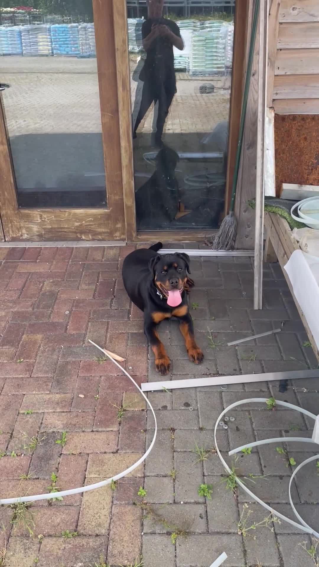 Rottweiler dogs for sale: Female Rottweiler puppie for sale   - Video 3