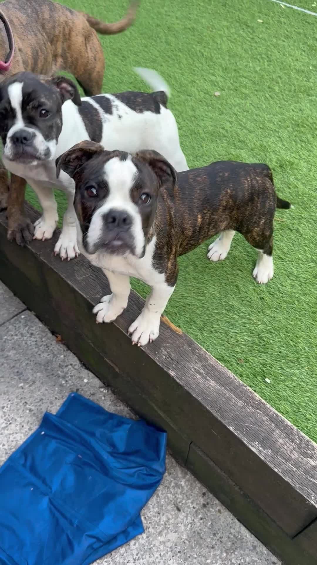 Dorset Olde Tyme Bulldogge dogs for sale: 2 stunning OTB left  - Video 2