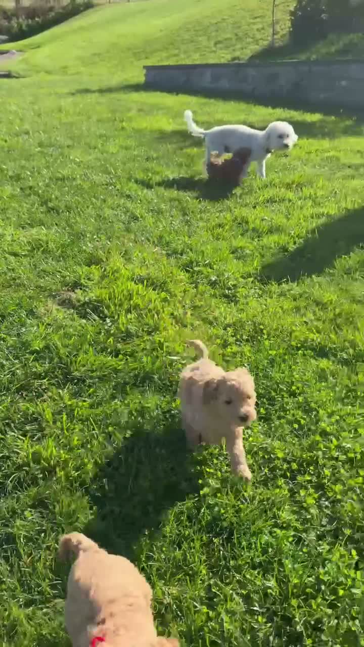 Poochon dogs for sale: 🐾 Beautiful Poochon Puppies – 4 Girls & 1 Boy 🐾 in Ruthin - Video 2