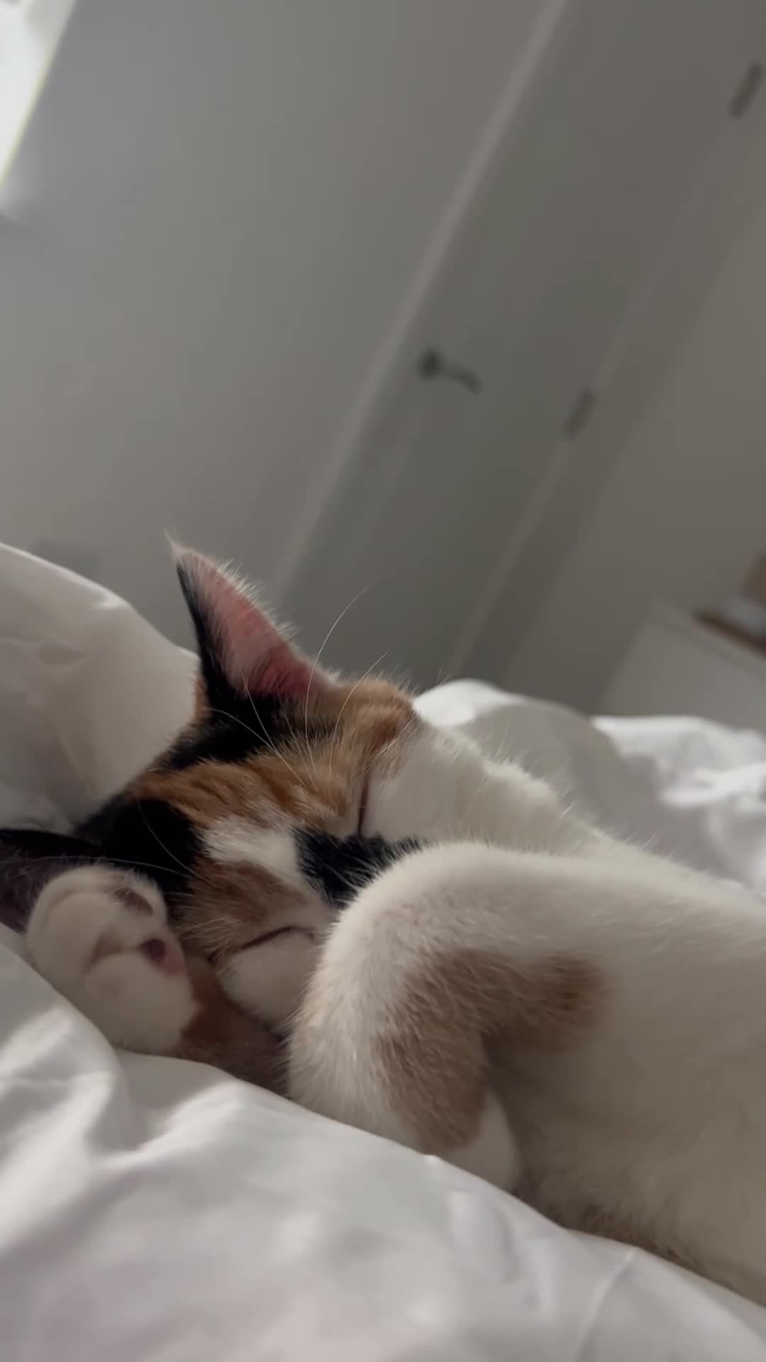 Mixed Breed cats for sale: Beautiful calico cat  - Video 2