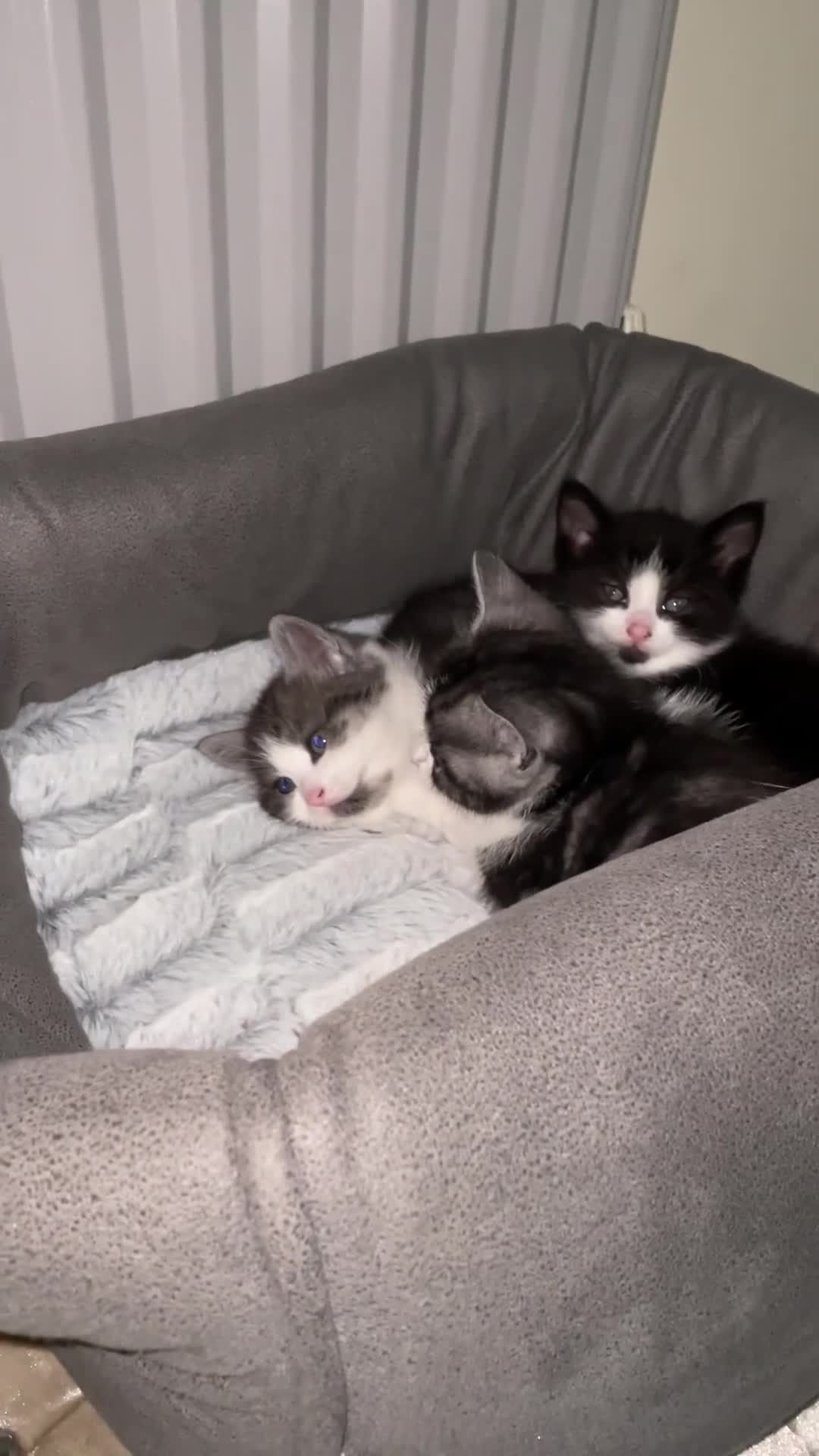 British Shorthair cats for sale: KITTENS READY FOR COLLECTION TODAY - Video 1