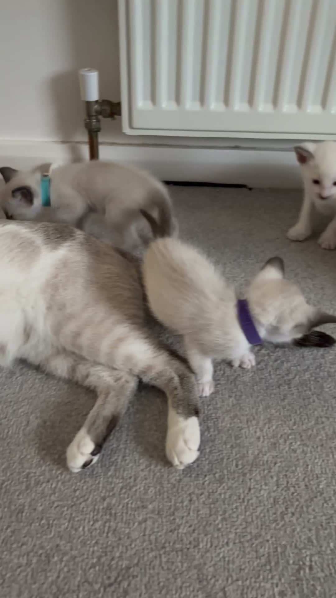 Siamese cats for sale: ORIENTAL SIAMESE × LYNX POINT SIAMESE KITTENS - Video 1