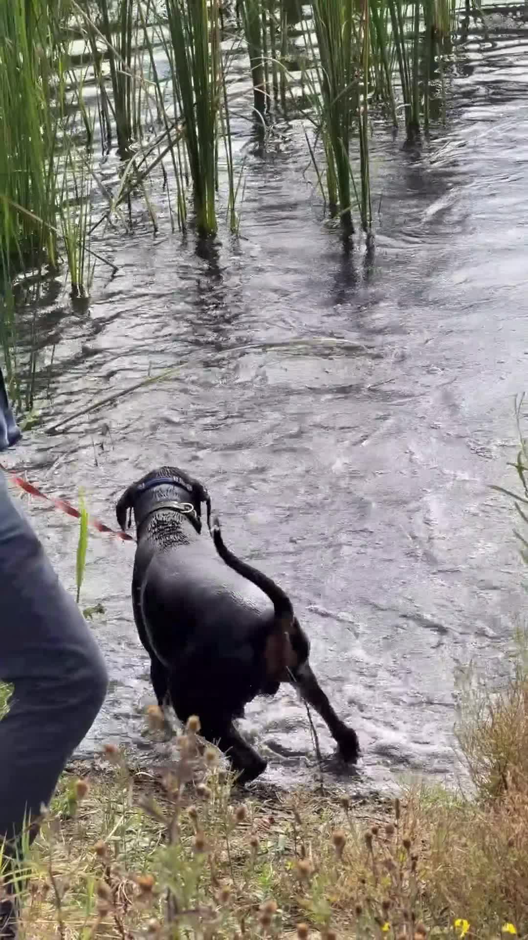 Dobermann dogs for sale: Doberman 1 yo needs new family in Swanscombe - Video 1