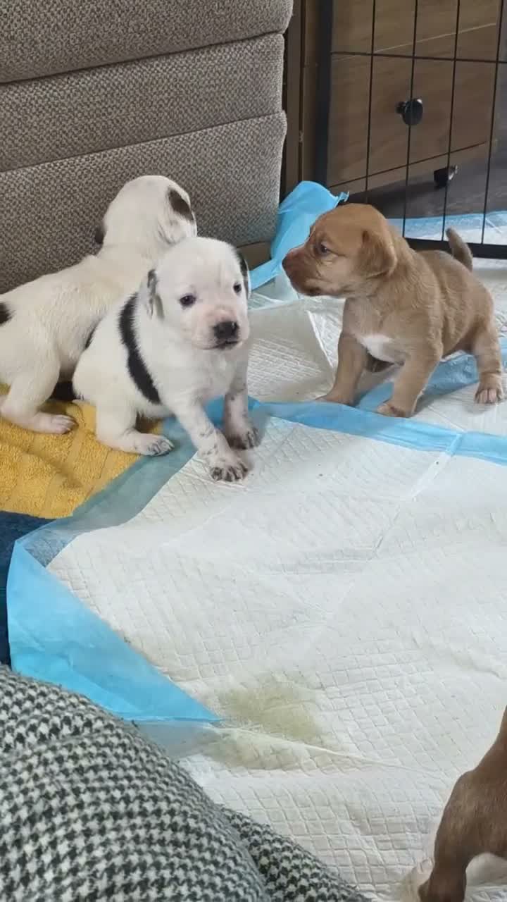 Mixed Breed dogs for sale: Beautiful Staffordshire Bull Terrier cross puppies - Video 2