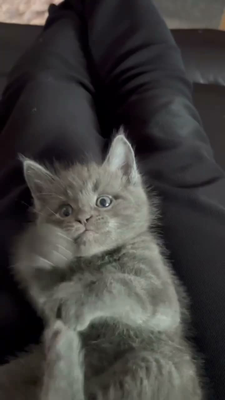 Mixed Breed cats for sale: Weaned and socialised cubs ❤️ in Shrewsbury - Video 1