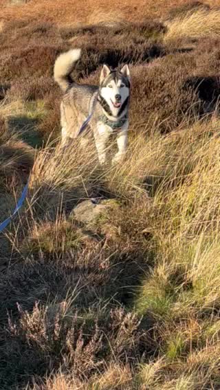 Siberian Husky dogs for stud: For stud only (quality proven stud ) in Wakefield - Video 1