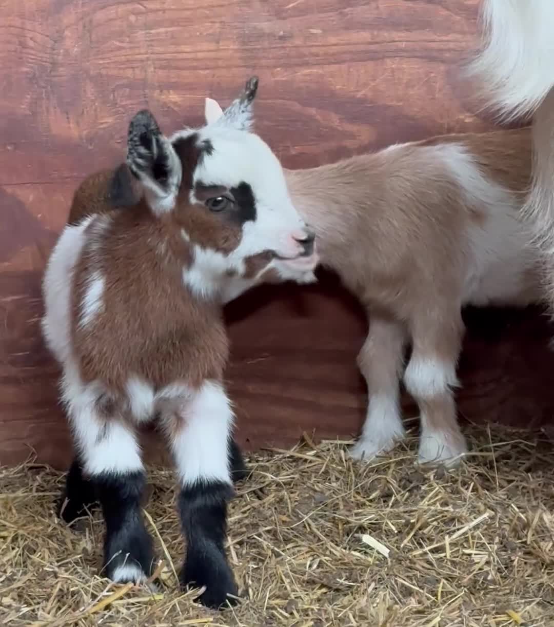 Goats livestock for sale: Kaleb and Jeremy  - Video 3